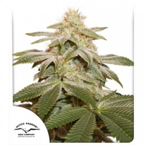 Sugar Bomb Punch Feminised Seeds Sugar Bomb Punch Feminised Seeds