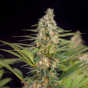 Cali Crasher Feminised Seeds Cali Crasher Feminised Seeds