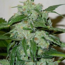 Chronic Ryder Auto Feminised Seeds Chronic Ryder Auto Feminised Seeds