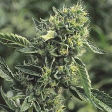 DC Cure 1:1 CBD Auto Feminised Seeds DC Cure 1:1 CBD Auto Feminised Seeds