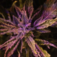 Doctor's Choice #1 Auto Feminised Seeds Doctor's Choice #1 Auto Feminised Seeds
