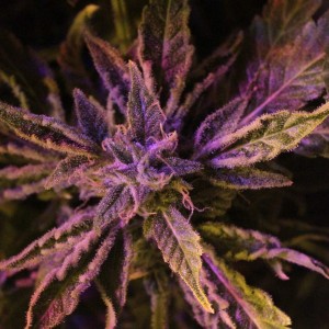 Doctor's Choice #1 Auto Feminised Seeds Doctor's Choice #1 Auto Feminised Seeds