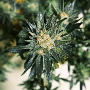 DC Kush Feminised Seeds DC Kush Feminised Seeds