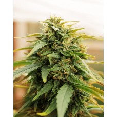 Deep Forest Super Auto Feminised Seeds Deep Forest Super Auto Feminised Seeds