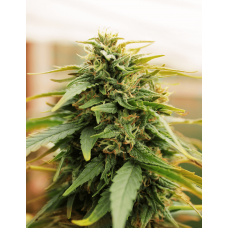 Deep Forest Super Auto Feminised Seeds Deep Forest Super Auto Feminised Seeds