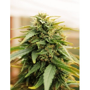 Deep Forest Super Auto Feminised Seeds Deep Forest Super Auto Feminised Seeds