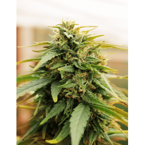 Deep Forest Super Auto Feminised Seeds Deep Forest Super Auto Feminised Seeds