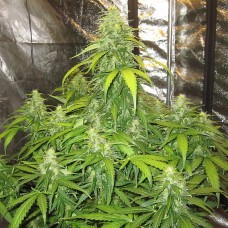 Devotchka Auto Feminised Seeds Devotchka Auto Feminised Seeds