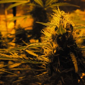 Lowryder Auto Feminised Seeds Lowryder Auto Feminised Seeds