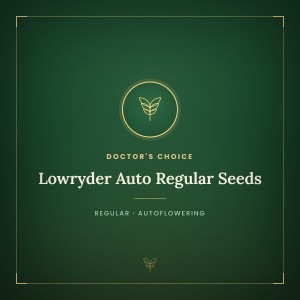Lowryder Auto Regular Seeds