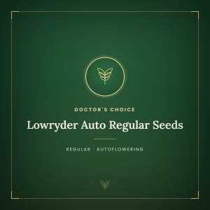 Lowryder Auto Regular Seeds