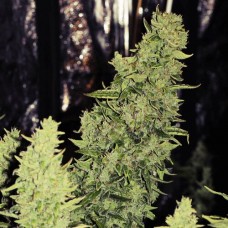 Niagara Auto Feminised Seeds Niagara Auto Feminised Seeds