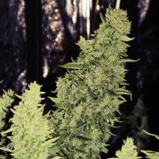 Niagara Auto Feminised Seeds Niagara Auto Feminised Seeds