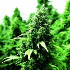 Ogre Auto Feminised Seeds Ogre Auto Feminised Seeds