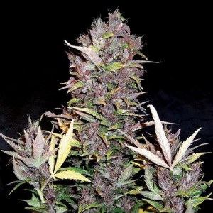 Purple Ryder Auto Feminised Seeds Purple Ryder Auto Feminised Seeds