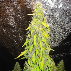 Rock Machine Auto Feminised Seeds Rock Machine Auto Feminised Seeds
