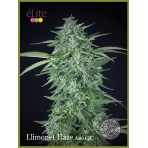 Llimonet Haze CBD Auto Feminised Seeds Llimonet Haze CBD Auto Feminised Seeds