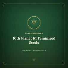 10th Planet R1 Feminised Seeds 10th Planet R1 Feminised Seeds