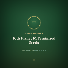 10th Planet R1 Feminised Seeds 10th Planet R1 Feminised Seeds