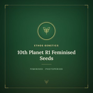 10th Planet R1 Feminised Seeds 10th Planet R1 Feminised Seeds