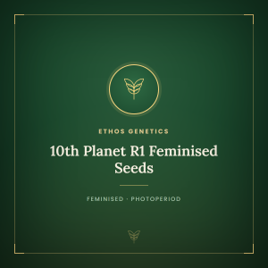 10th Planet R1 Feminised Seeds 10th Planet R1 Feminised Seeds