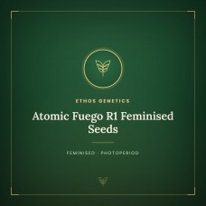 Atomic Fuego R1 Feminised Seeds