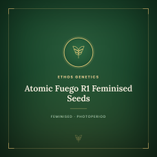Atomic Fuego R1 Feminised Seeds Atomic Fuego R1 Feminised Seeds