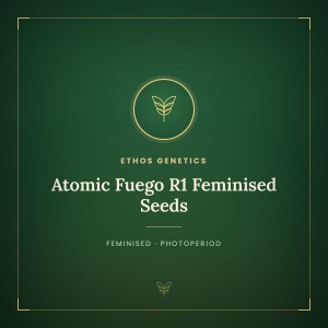 Atomic Fuego R1 Feminised Seeds Atomic Fuego R1 Feminised Seeds