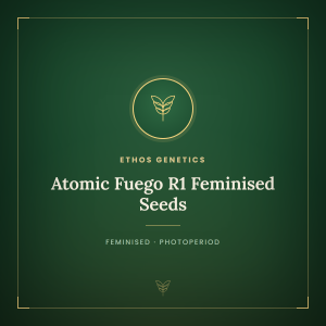 Atomic Fuego R1 Feminised Seeds Atomic Fuego R1 Feminised Seeds