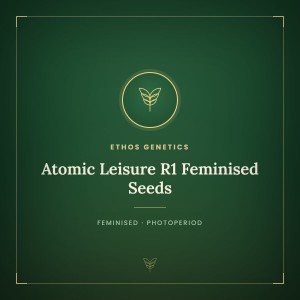 Atomic Leisure R1 Feminised Seeds Atomic Leisure R1 Feminised Seeds