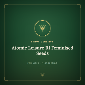 Atomic Leisure R1 Feminised Seeds Atomic Leisure R1 Feminised Seeds