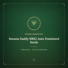 Banana Daddy RBX2 Auto Feminised Seeds Banana Daddy RBX2 Auto Feminised Seeds