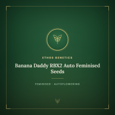 Banana Daddy RBX2 Auto Feminised Seeds Banana Daddy RBX2 Auto Feminised Seeds