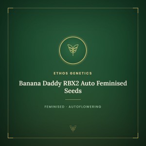 Banana Daddy RBX2 Auto Feminised Seeds