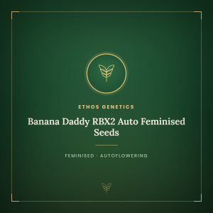 Banana Daddy RBX2 Auto Feminised Seeds Banana Daddy RBX2 Auto Feminised Seeds