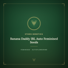 Banana Daddy IBL Auto Feminised Seeds Banana Daddy IBL Auto Feminised Seeds