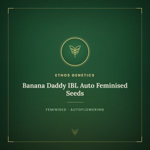 Banana Daddy IBL Auto Feminised Seeds Banana Daddy IBL Auto Feminised Seeds