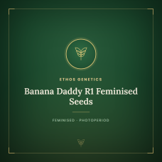 Banana Daddy R1 Feminised Seeds Banana Daddy R1 Feminised Seeds