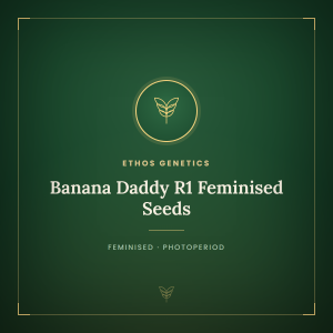 Banana Daddy R1 Feminised Seeds Banana Daddy R1 Feminised Seeds