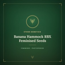 Banana Hammock RBX Feminised Seeds Banana Hammock RBX Feminised Seeds