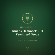 Banana Hammock RBX Feminised Seeds Banana Hammock RBX Feminised Seeds
