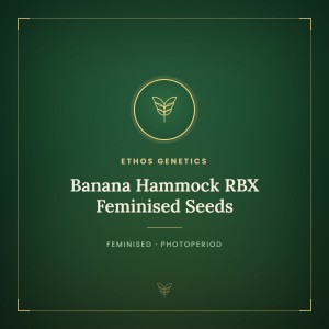 Banana Hammock RBX Feminised Seeds Banana Hammock RBX Feminised Seeds