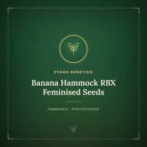 Banana Hammock RBX Feminised Seeds Banana Hammock RBX Feminised Seeds