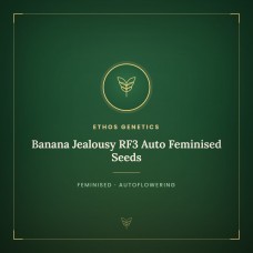 Banana Jealousy RF3 Auto Feminised Seeds Banana Jealousy RF3 Auto Feminised Seeds