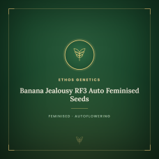 Banana Jealousy RF3 Auto Feminised Seeds Banana Jealousy RF3 Auto Feminised Seeds