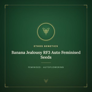 Banana Jealousy RF3 Auto Feminised Seeds Banana Jealousy RF3 Auto Feminised Seeds