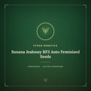 Banana Jealousy RF3 Auto Feminised Seeds Banana Jealousy RF3 Auto Feminised Seeds