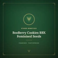 BooBerry Cookies RBX Feminised Seeds BooBerry Cookies RBX Feminised Seeds