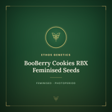 BooBerry Cookies RBX Feminised Seeds BooBerry Cookies RBX Feminised Seeds