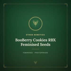 BooBerry Cookies RBX Feminised Seeds BooBerry Cookies RBX Feminised Seeds